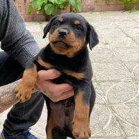 واگذاری سگ روتوایلر