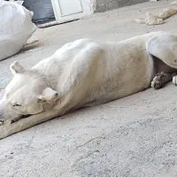 گمشده|حیوانات|بوکان, |دیوار