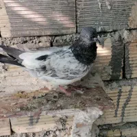 کله سبز