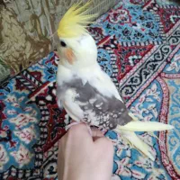 عروس هلندی نروماده