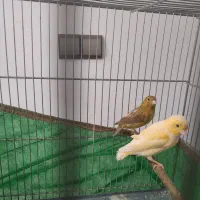 قناری ماده اماده هوش