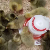 فروش جوجه غاز محلی ۳ روزه