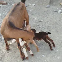 بز‌ سقلوزا