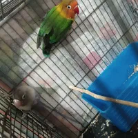 طوطی برزیلی سالم|پرنده|محمدیه-قزوین, |دیوار