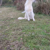 سگ دورگ سراب فوری|سگ|چابکسر, |دیوار