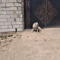 سراب ماده‌ چهار سال