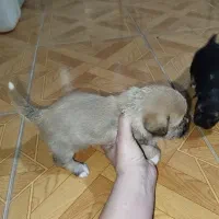 شیتزو  پیکنیز