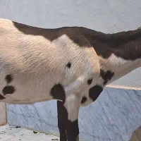 بز وبزغاله پنچاپ|حیوانات مزرعه|سراوان, |دیوار