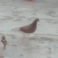 کبوتر