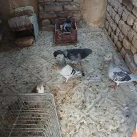پرنده