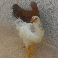 مرغ جوان و سالم و سرحال