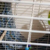 یک جفت مرغ عشق