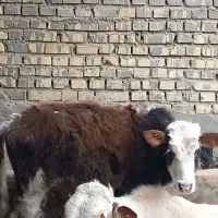 گوساله نر وماده|حیوانات مزرعه|سوسنگرد, |دیوار