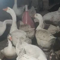 غاز ااکراینی وغاز مخلی