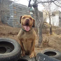 پیتبول|سگ|تویسرکان, |دیوار