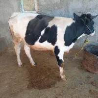 یک عدد نوبر ویک عدد گوساله تمام پروار|حیوانات مزرعه|رومشکان, |دیوار