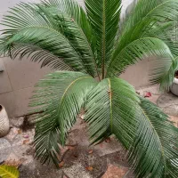 سیکاس چندساله