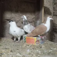 کبوتر|پرنده|کاشان, دروازه فین|دیوار