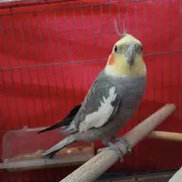 طوطی عروس هلندی