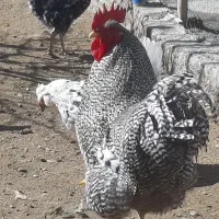 خروس پلیموت راک آمریکایی ویه دونه مرغ برهما جوان