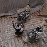 سلام  تخمرغ مینیاتوری پولک منظم مرغ خروس جوجه|حیوانات مزرعه|سبزوار, قدس|دیوار