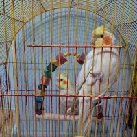 عروس هلندی نر و ماده