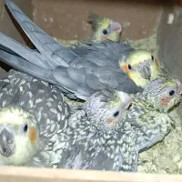 عروس هلندی با تخم و جوجه