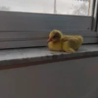 جوجه غاز محلی