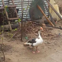 یک جفت غاز نر ماده کاکلی