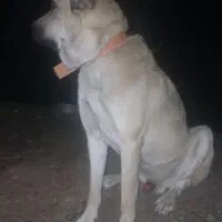 سگ گله نر، پژدر، کردی، عراقی|سگ|رشت, لاکان|دیوار