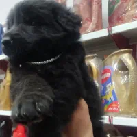 توله ژرمن بلک اصیل شپرد