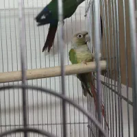 جفت گرینچیک مولد تضمینی آزمایش داده