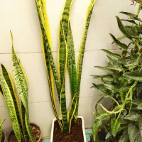 گل زیبا و شاداب خانگی