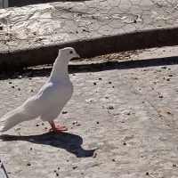 کبوتر فروشی