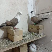 کبوتر کربلایی