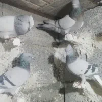 دمسفید کفتر|پرنده|سیدان, |دیوار