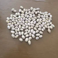 فروش پسته پوک بدون پوست تمیز تمیز