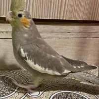 جوجه عروس هلندی دوماهه|پرنده|فردیس, ثابتی|دیوار