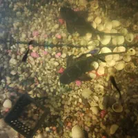 ماهی کت فیش یا لجن خوار ویک عدد اگزوز قهرمانی متور