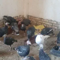 فروش بوقلمون ماده برنز و رب خانگی