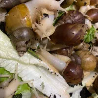 حلزون مولد|خزنده|شهریار, شهریار|دیوار