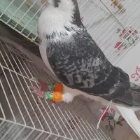 کبوتر بوم درشی جفتگاه ساده|پرنده|ملک‌آباد, |دیوار