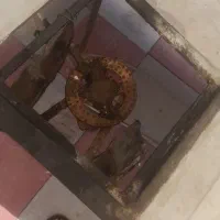 دکه فلافلی وساندویچی|کافی‌شاپ و رستوران|اهواز, زرگان|دیوار