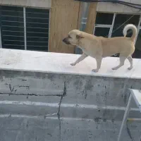 سگ نر گمشده شده ۴۰۴/۶/۱۹چهارشنبه تهران