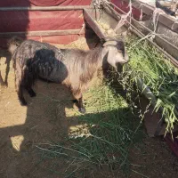 بز جوان و سرحال