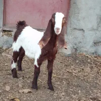 بزغاله‌ماده‌کلابی‌فروشی