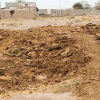 کوت فروشی گاوی