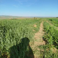 7کیسه زمین کشاورزی|فروش زمین و ملک کلنگی|حسین آباد, |دیوار