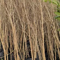 نهال‌های سالم انار برای کاشت|خدمات باغبانی و درختکاری|اصفهان, خواجو|دیوار