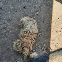 فروش سگ دوبرمن و شیتزو|سگ|کرمانشاه, |دیوار